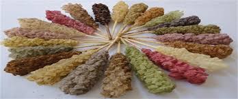 خرید نبات طعم دار گیاهی