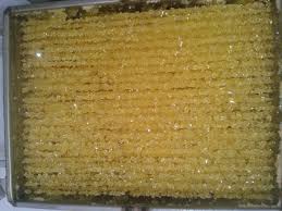 فروش عمده نبات